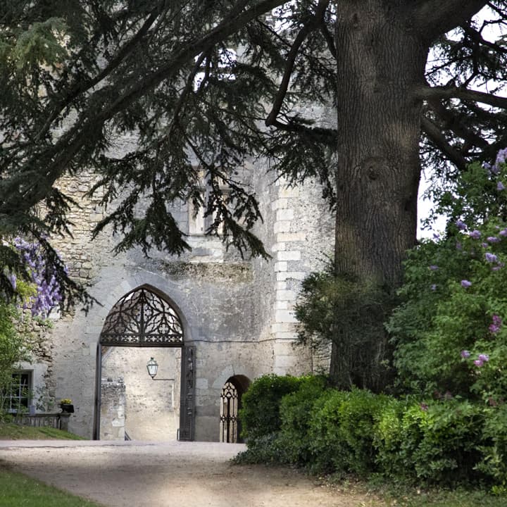 Century old cedar tree entrance montresor