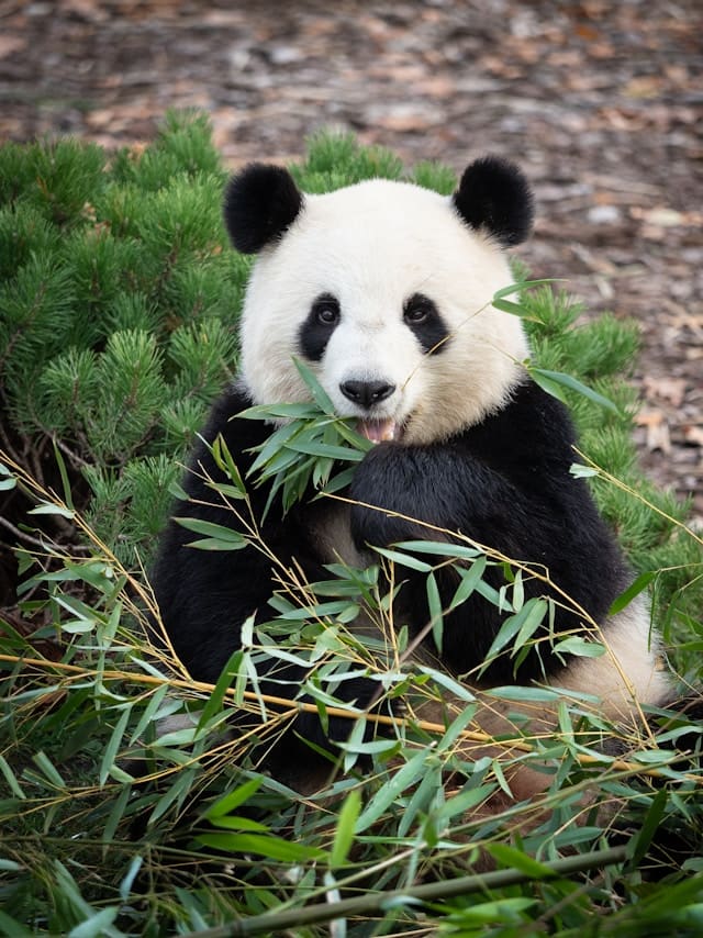 Panda eating bamboo beauval tourraine