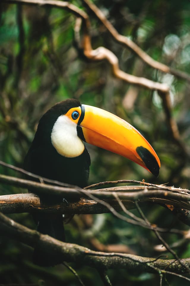 Toucan on branch tree